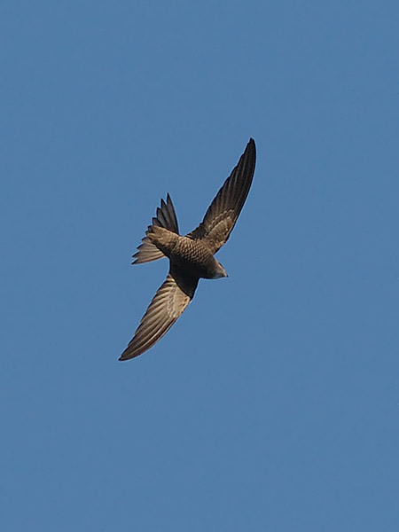 Vaaleakiitäjä, Pallid Swift, Apus pallidus
